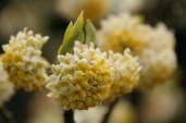 edgeworthia-flowers (1)